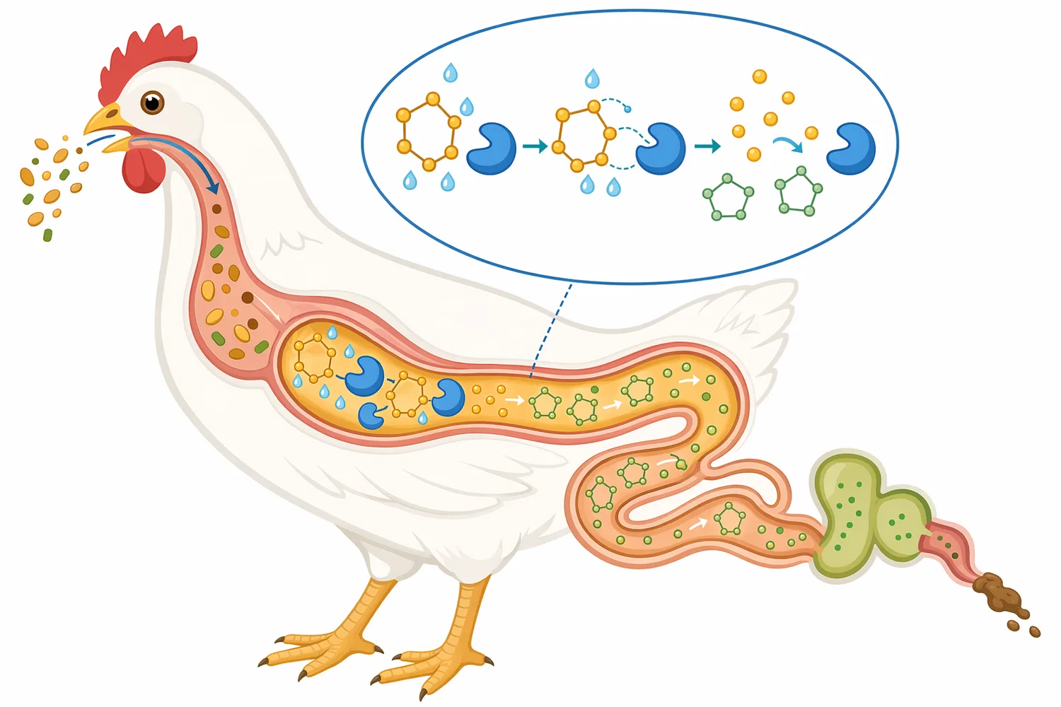 Phytase must contact phytate during digestion quickly enough to release phosphate before the substrate passes through the bird.
