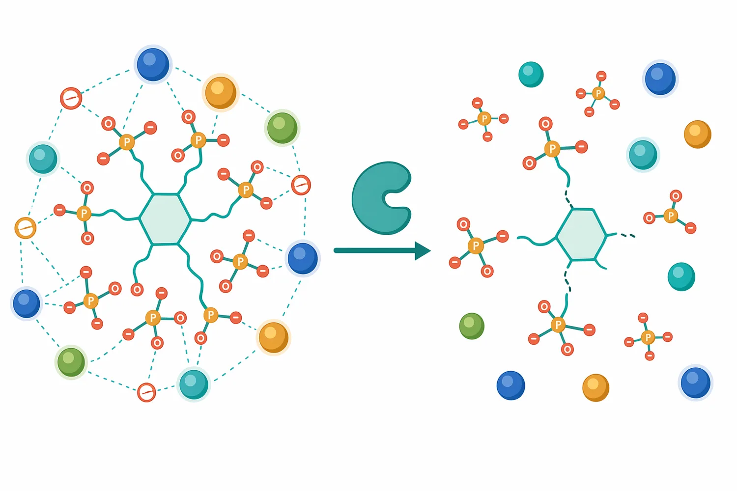 Removing phosphate groups lowers phytate’s negative charge and can reduce its ability to sequester dietary minerals.