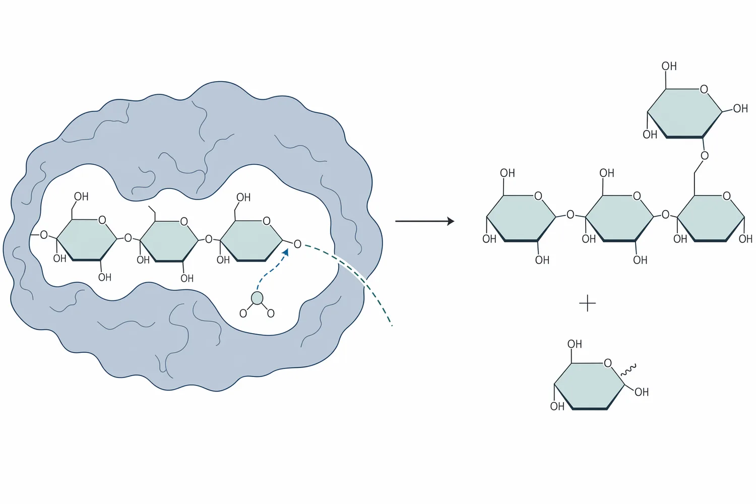 Transglucosidase can route an enzyme-bound glucosyl unit either to water for hydrolysis or to another carbohydrate acceptor for transglucosylation.