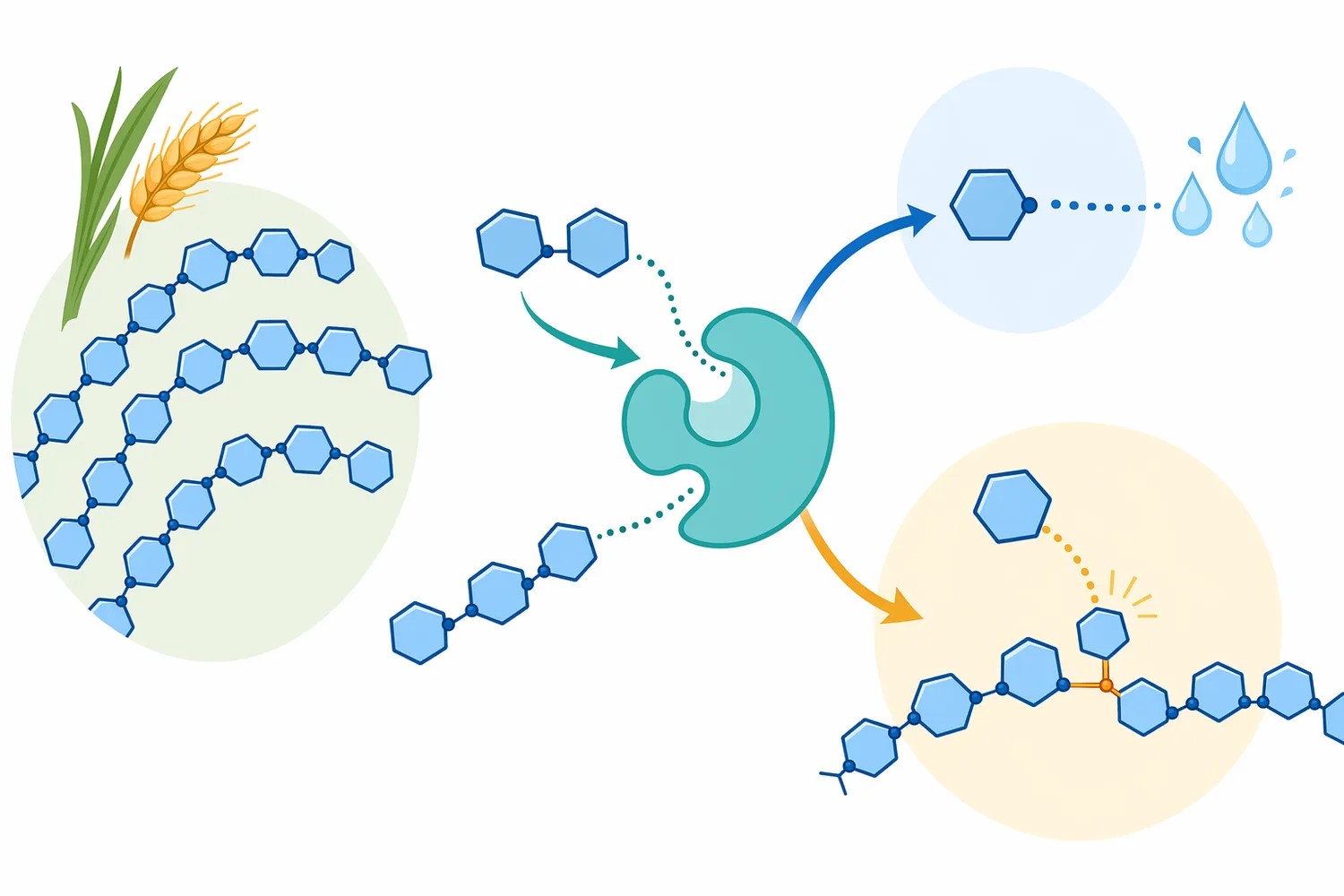 The same active-site chemistry can either release glucose or create rearranged oligosaccharides depending on the acceptor molecule.