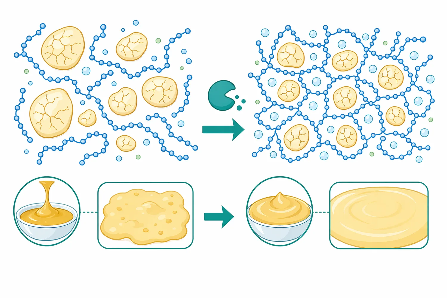 Transglucosidase treatment can contribute to changes in starch packing, hydration, swelling, retrogradation tendency, and paste stability.