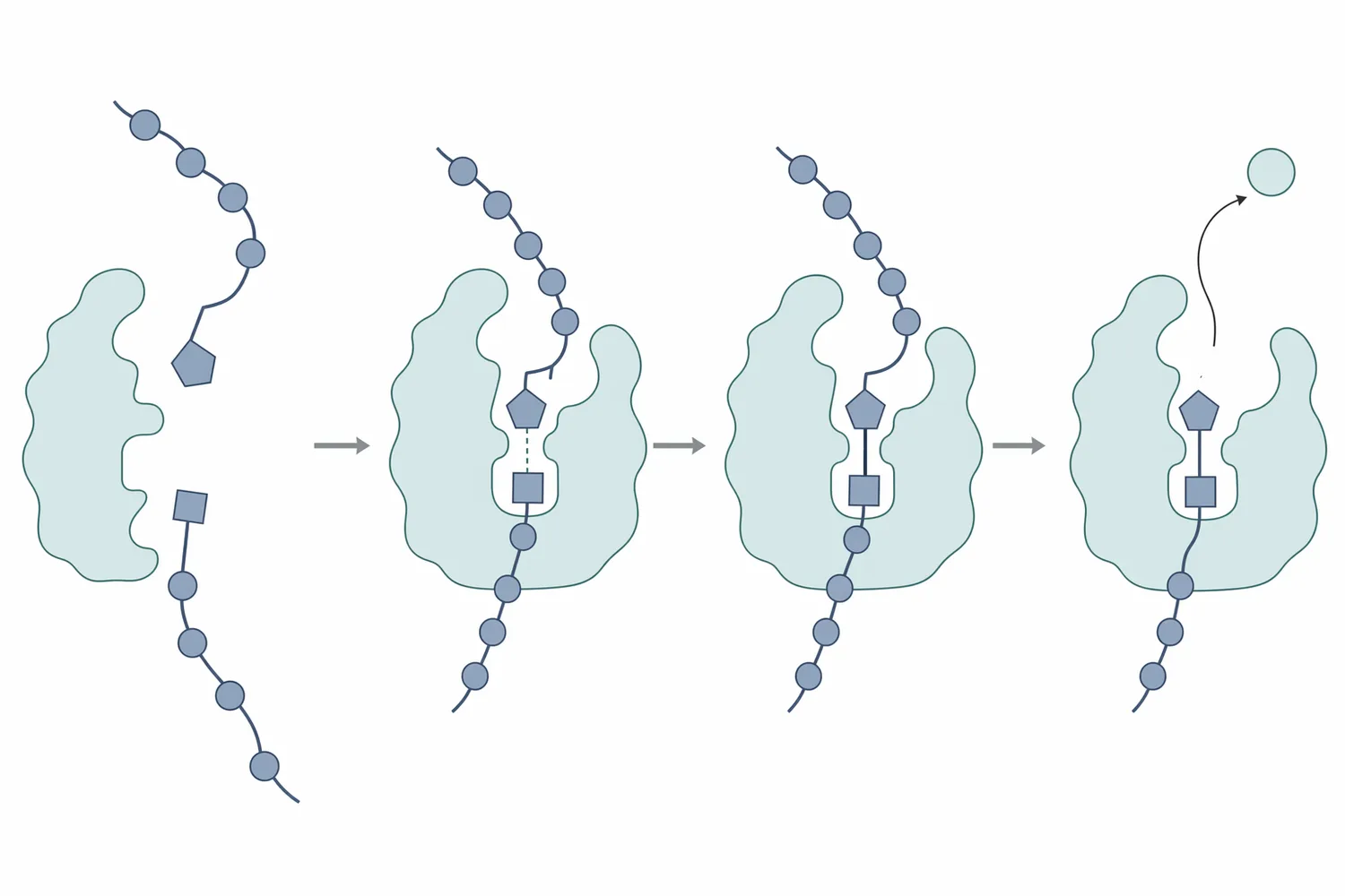 Transglutaminase catalyzes covalent cross-links between protein-bound glutamine residues and amine donors such as lysine residues.