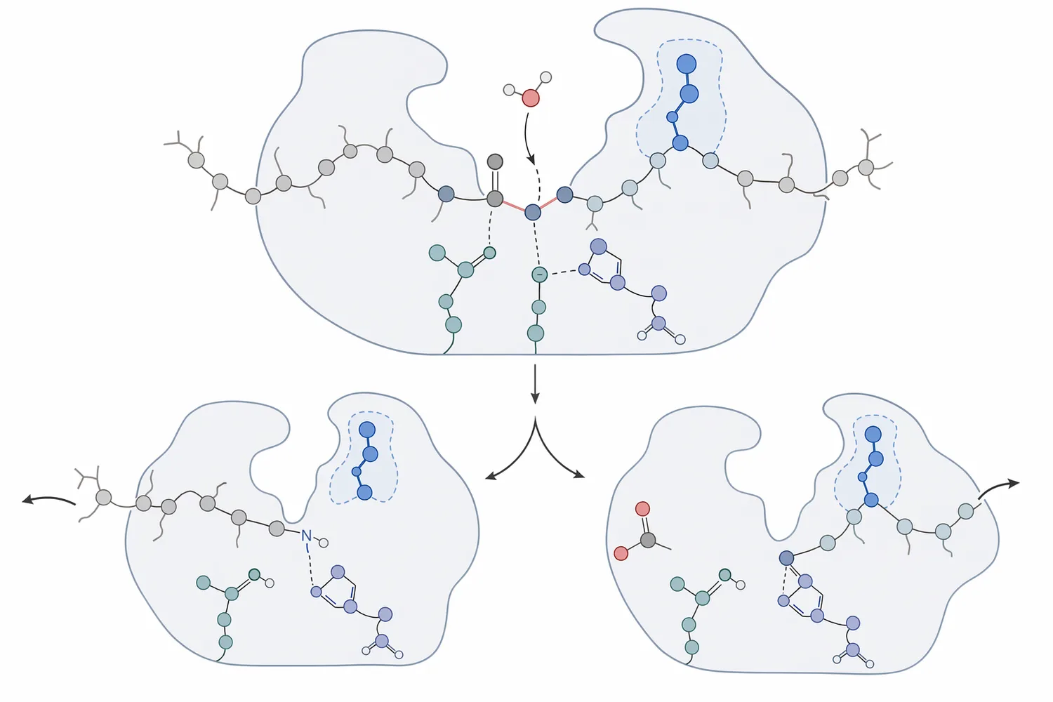 Trypsin hydrolyzes accessible peptide bonds mainly on the carboxyl side of lysine and arginine residues, producing shorter peptide fragments.