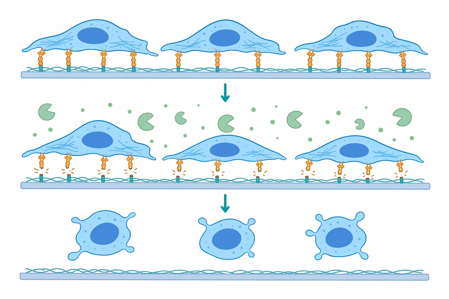 In adherent-cell workflows, trypsin releases cells by cleaving accessible proteins involved in surface attachment.