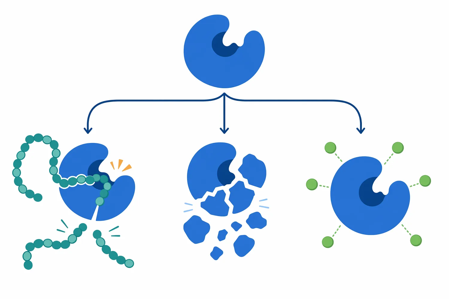 Trypsin stability depends on maintaining enzyme structure while limiting activity loss from autolysis, unfavorable environments, or disruptive surface interactions.