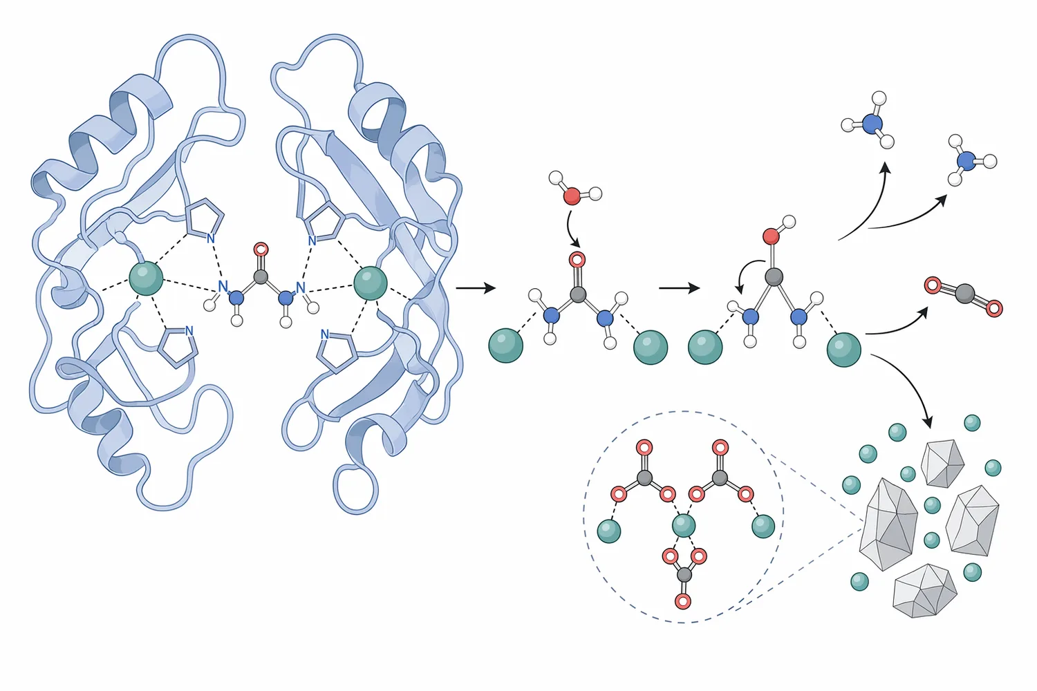 Urease hydrolyzes urea into ammonia and carbon dioxide, creating alkaline conditions that can drive carbonate precipitation.