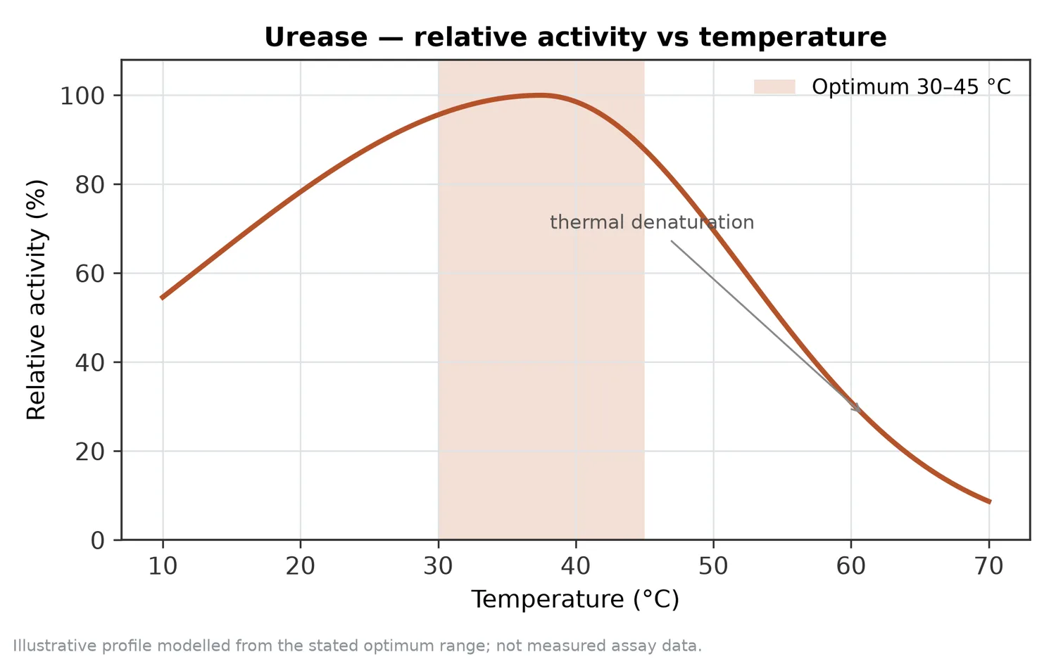Relative activity of Urease as a function of temperature, with the optimum at 30–45 °C and a characteristic thermal-denaturation fall-off above the optimum.