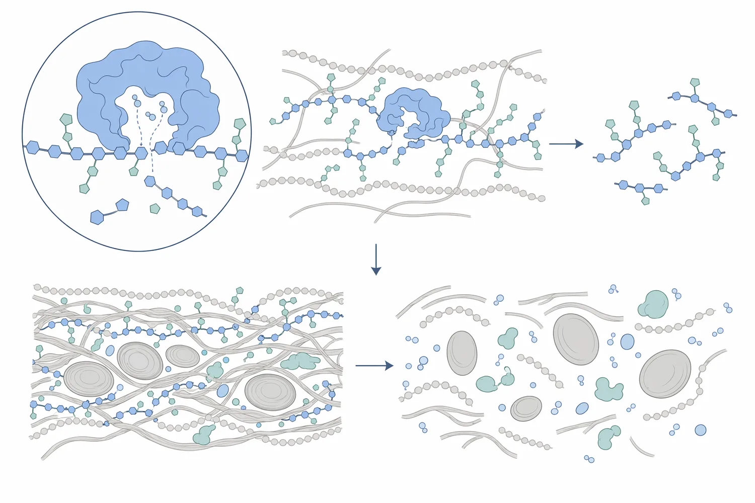 Xylanase acts catalytically by cleaving xylan and arabinoxylan chains into smaller fragments that loosen the plant feed matrix.