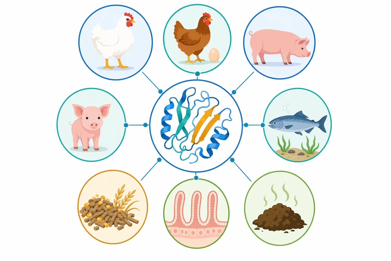 The main animal-nutrition applications include poultry diets, swine diets, fibrous co-products, and fermented roughage materials where xylan-rich fiber limits nutrient access.