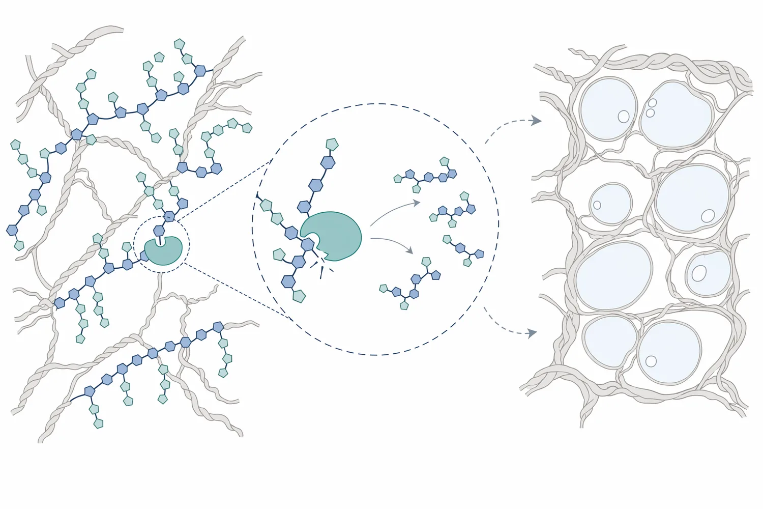 Endo-xylanase cuts internal bonds in arabinoxylan chains, reducing chain size and shifting water-unextractable material toward more functional soluble fragments.