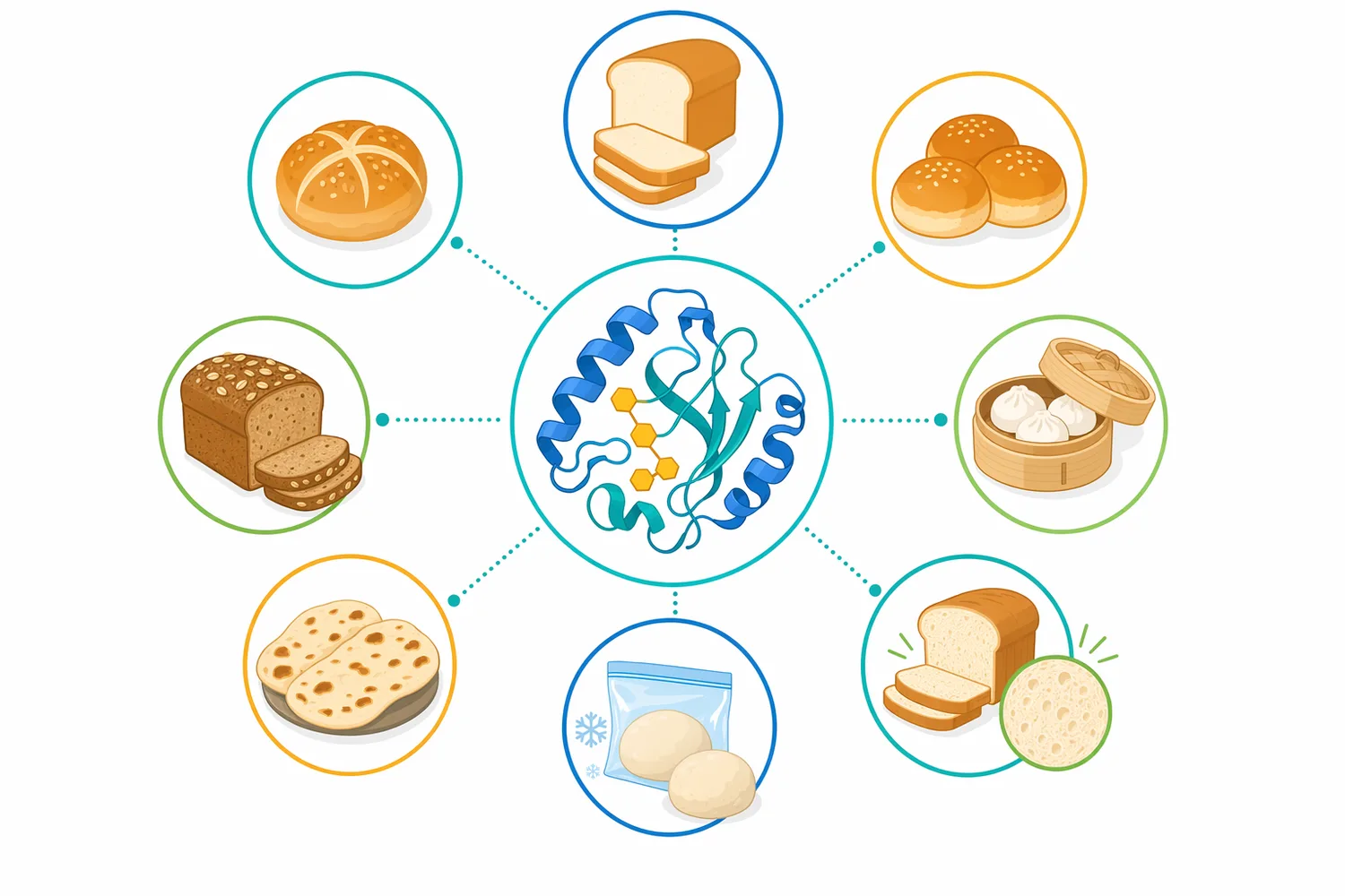 Controlled xylanase action can support loaf volume, oven spring, crumb uniformity, softer bite, and more manageable dough handling in suitable wheat systems.