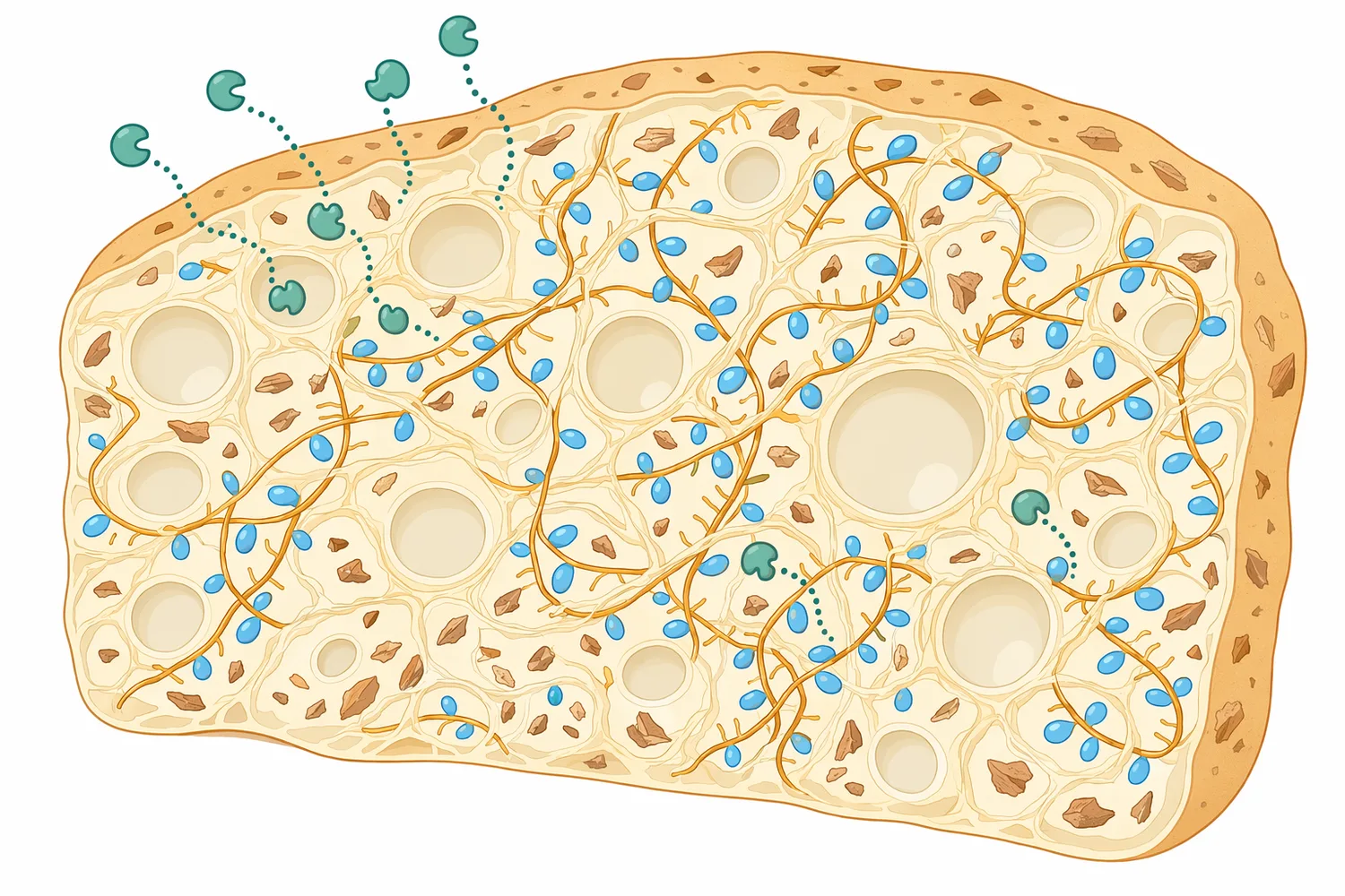 Arabinoxylans in wheat flour and bran bind water and influence gluten continuity, dough viscosity, and gas-cell expansion.