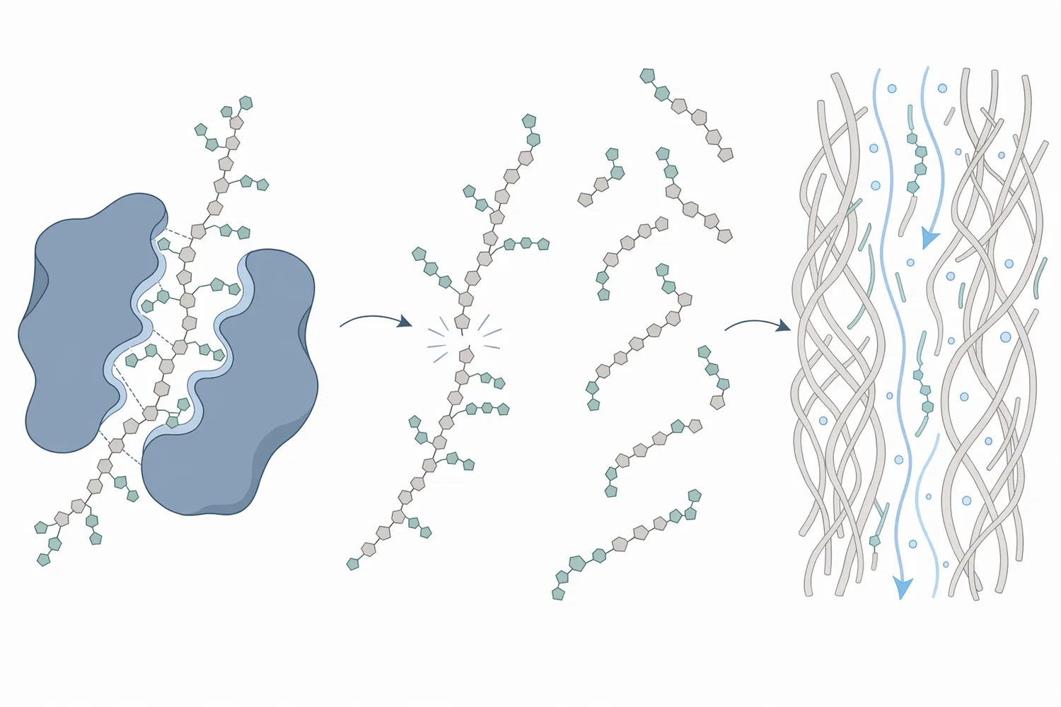 Endo-xylanase hydrolyzes internal β-1,4 bonds in xylan backbones, shortening arabinoxylan polymers into smaller fragments.