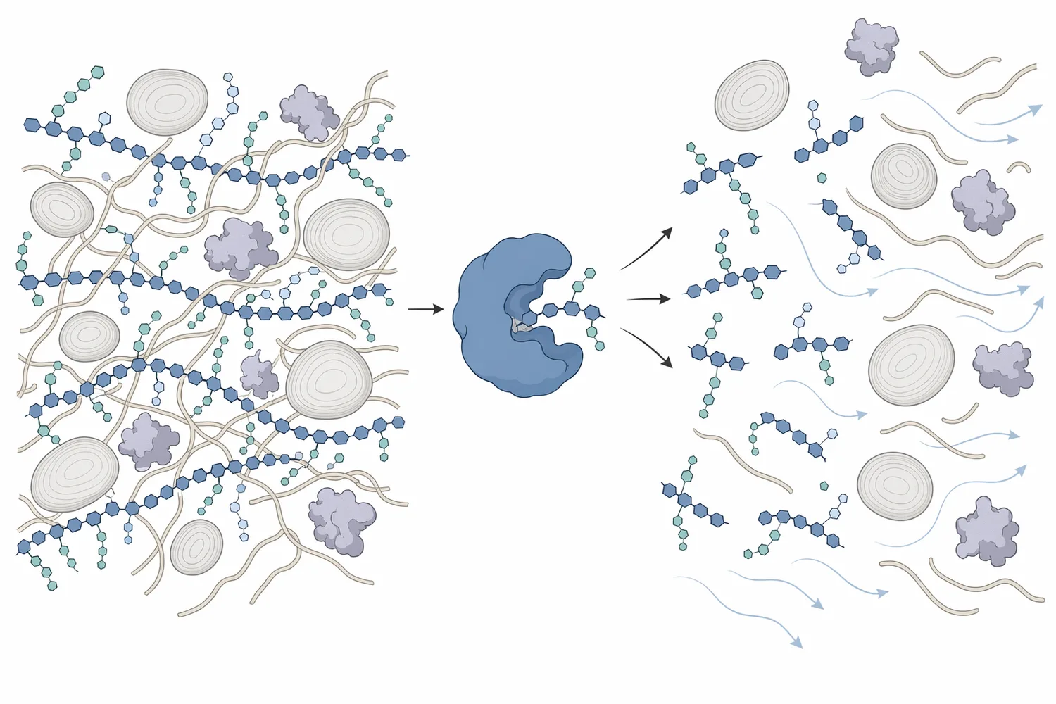 Xylanase hydrolyzes the xylan backbone of arabinoxylan, converting long water-binding polymers into shorter fragments with lower viscosity impact.