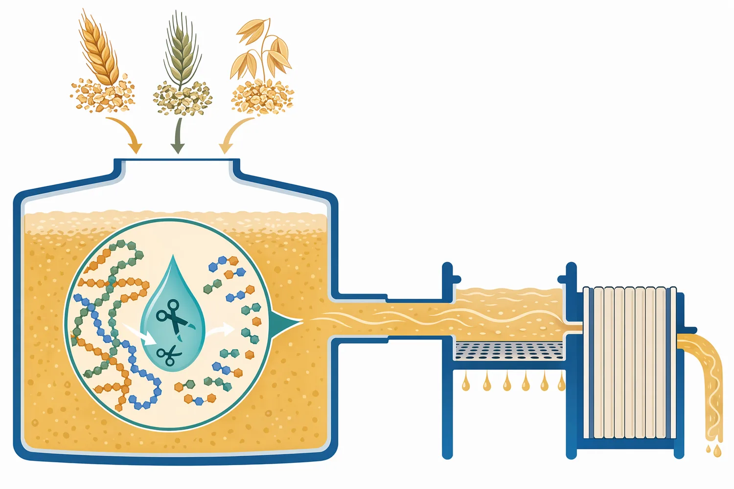 Xylanase is positioned as a process aid for cereal worts where arabinoxylans increase viscosity and separation load.