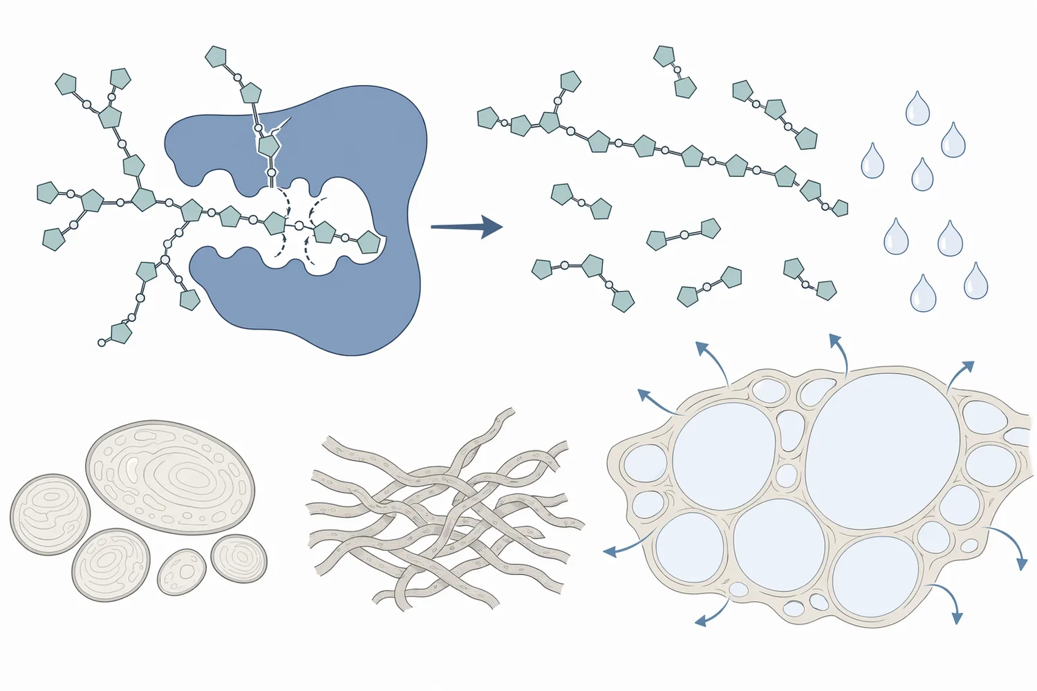 Xylanase improves bread dough by cleaving β-1,4 linkages in cereal arabinoxylans and converting part of the insoluble xylan-rich fraction into shorter, more functional fragments.