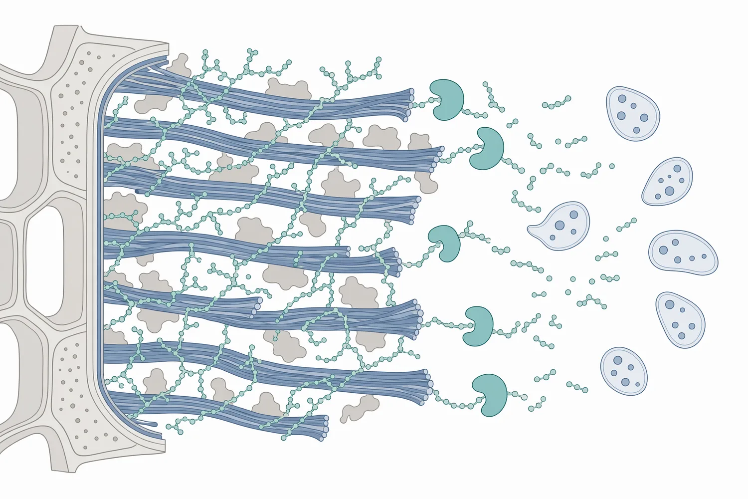 Xylanase improves botanical extraction by hydrolyzing accessible xylan in hemicellulose-rich cell walls, which increases solvent contact with trapped or wall-associated constituents.