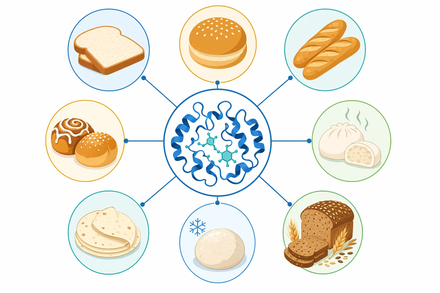 Baking xylanase is used across pan bread, buns, rolls, flatbreads, frozen dough, and fiber-enriched formulations.