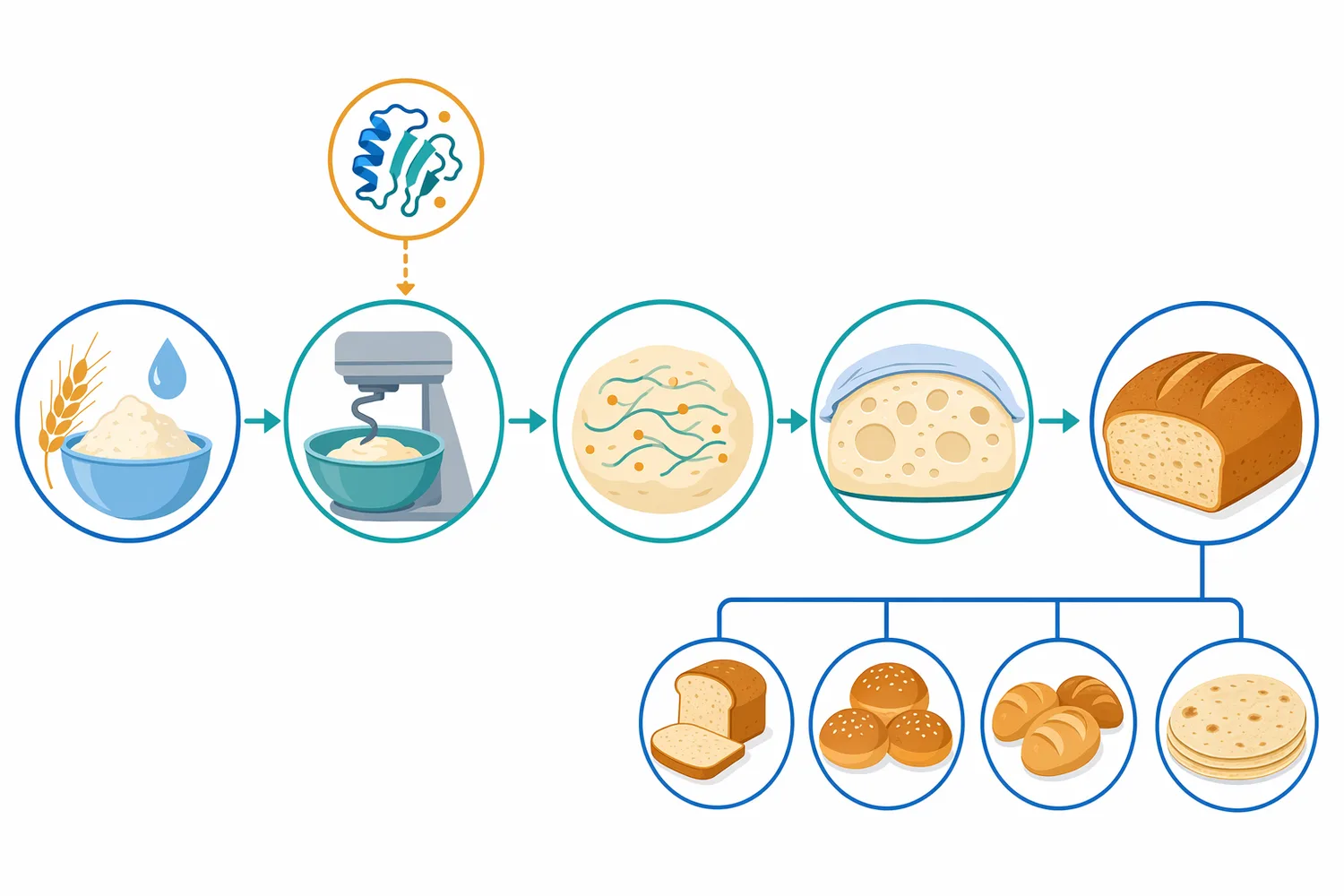 In baking, xylanase is dosed during mixing and acts through dough development and proofing before heat inactivation during baking.