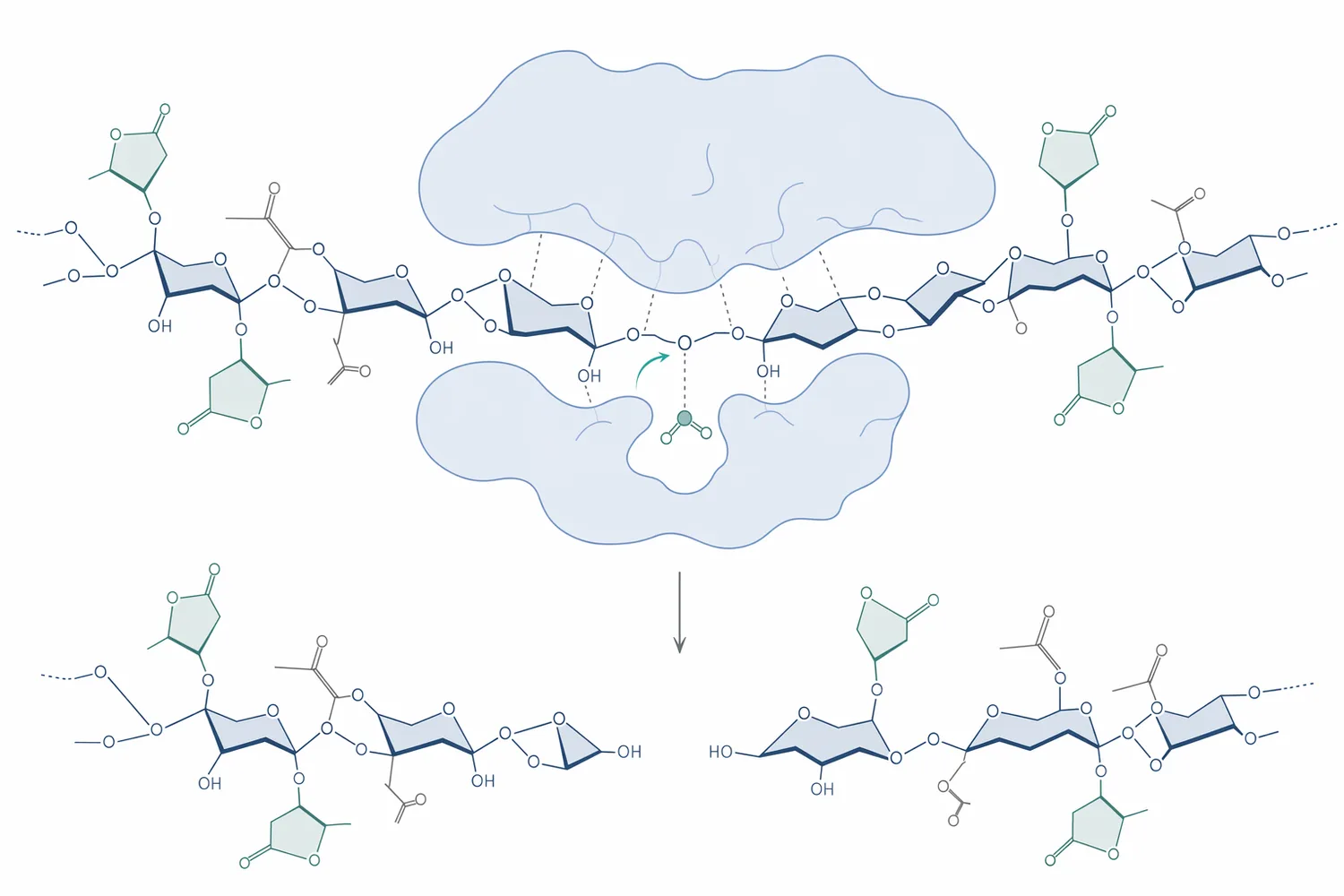 Xylanase hydrolyzes internal β-1,4 bonds in the xylan backbone to form shorter xylo-oligosaccharides and soluble hemicellulose fragments.