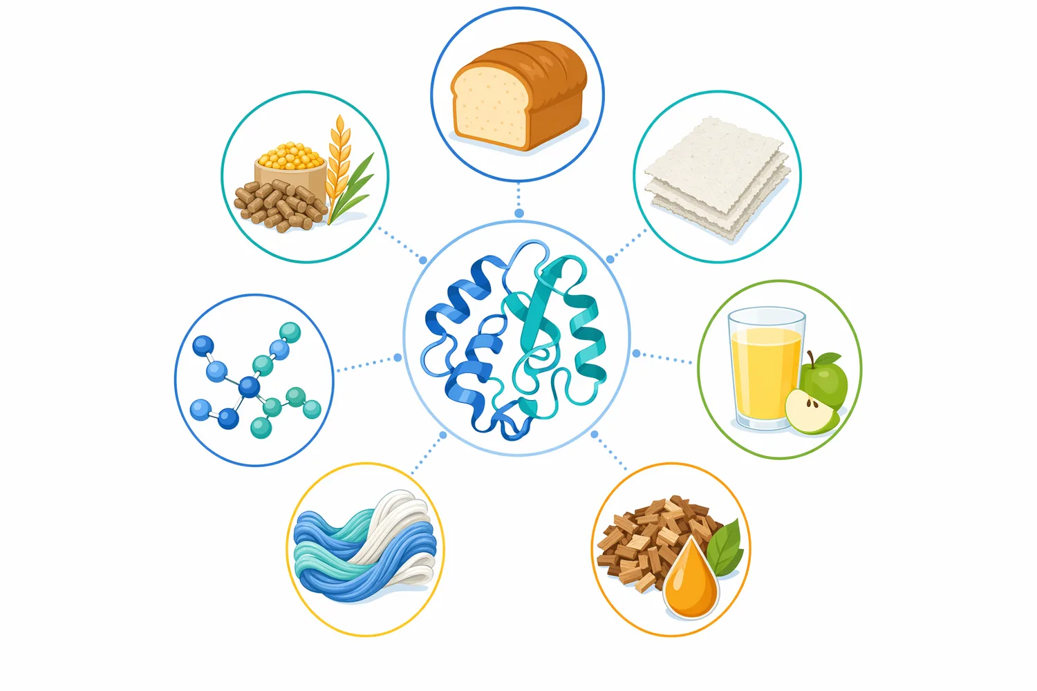 Food and cereal applications depend on xylanase modifying arabinoxylan effects on dough water distribution, viscosity, extraction, filtration, and release of bound compounds.