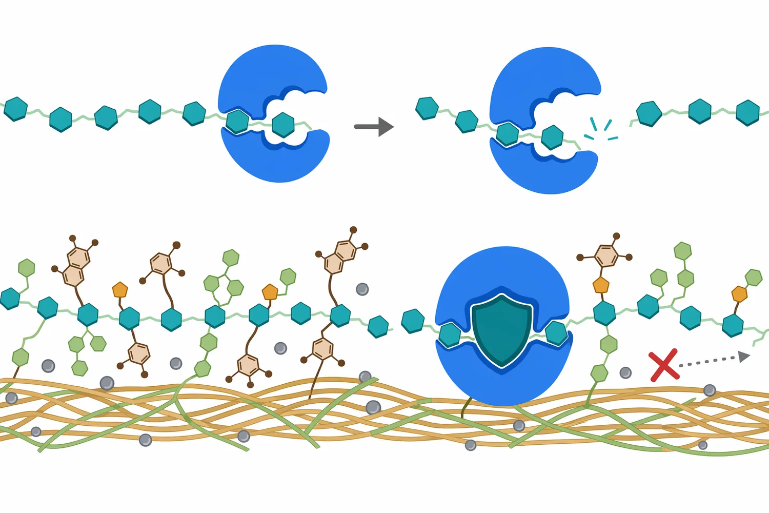 Plant xylanase inhibitors and complex raw-material composition can make enzyme performance differ between purified xylan and real cereal or agricultural substrates.