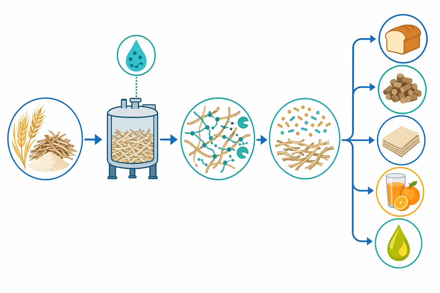 In pulp prebleaching, xylanase partially removes redeposited surface xylan so bleaching chemicals can penetrate fibers more effectively and lignin-derived chromophores can exit.