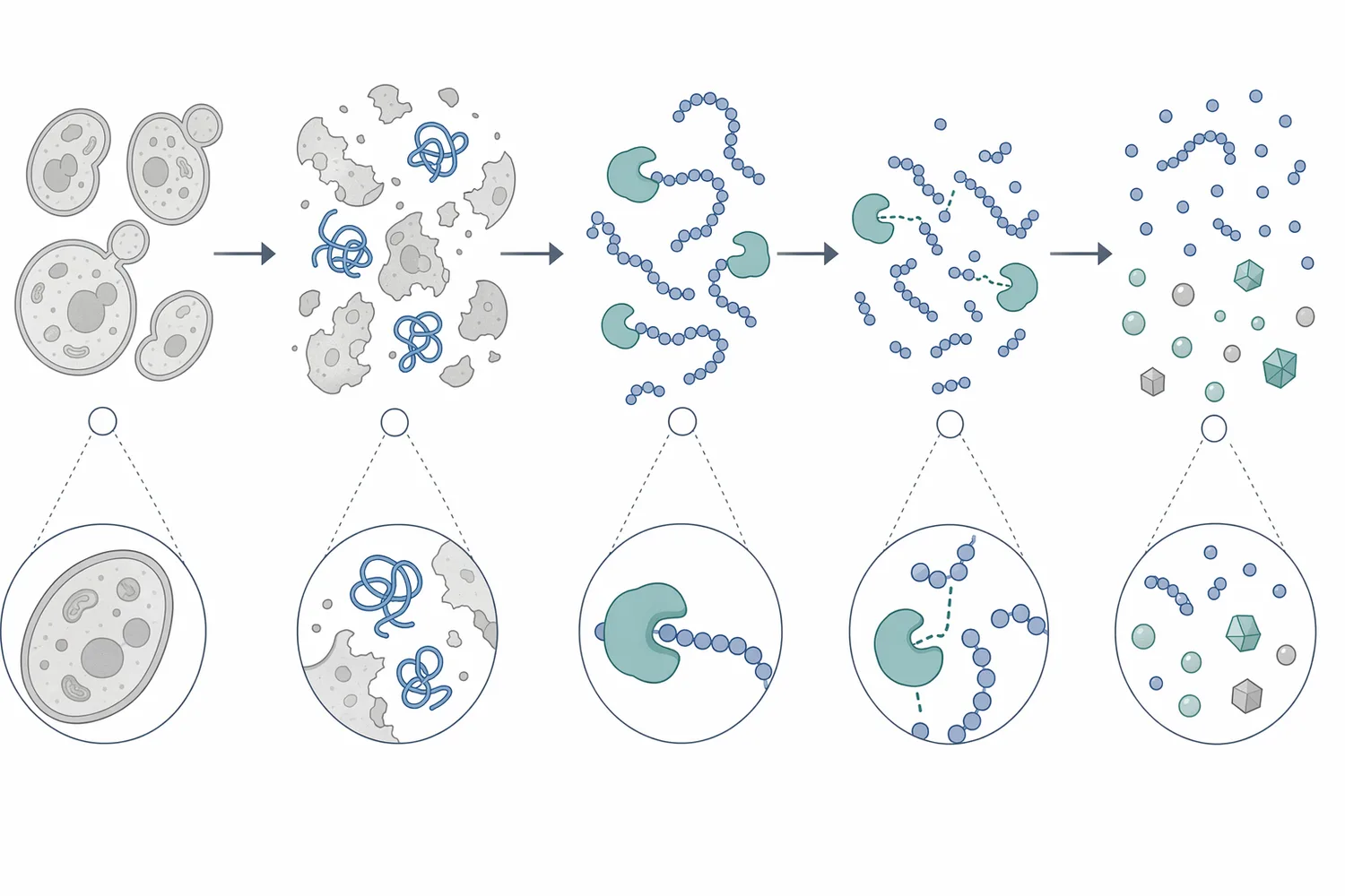 Yeast protein hydrolase cleaves yeast proteins into soluble peptides and amino acids that contribute savory flavor and extract yield.