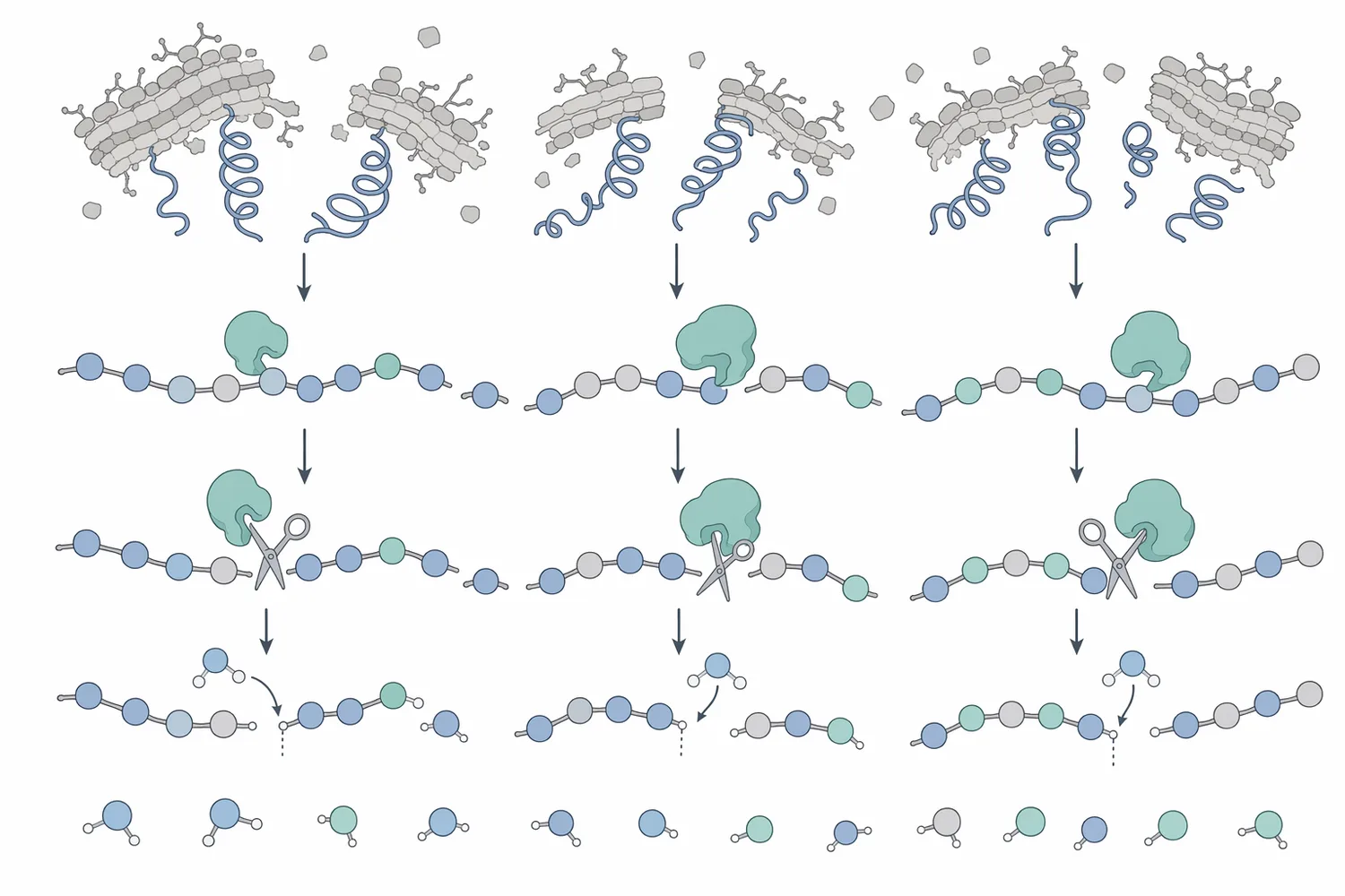 Proteolytic hydrolysis cleaves yeast proteins into shorter peptides and amino-acid-rich soluble fractions that are easier to recover and formulate.