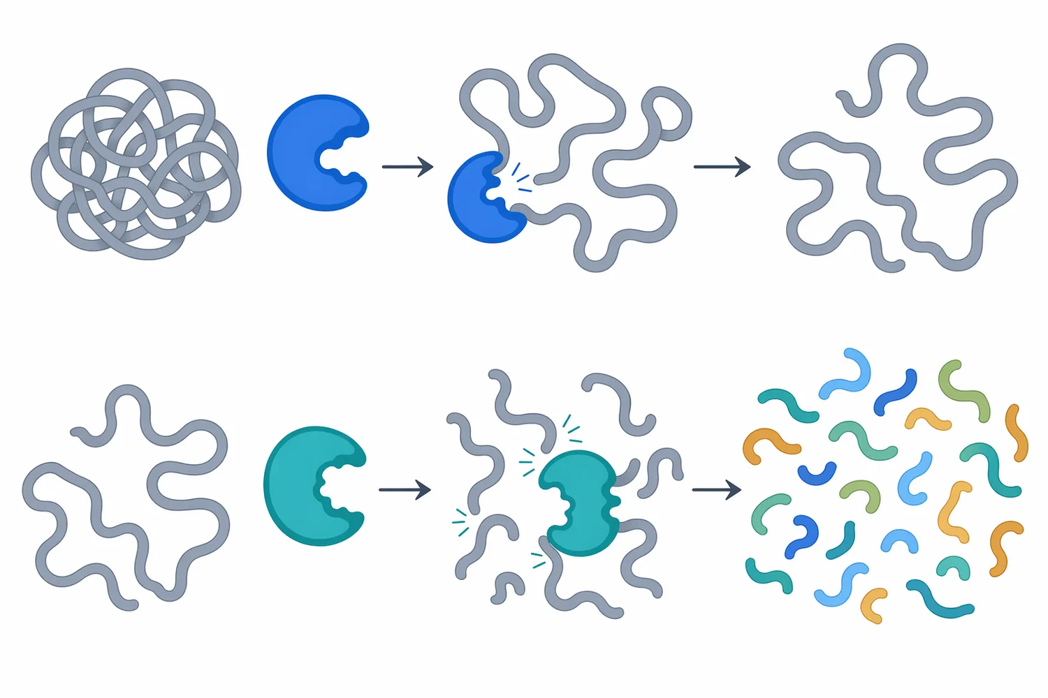 Sequential protease systems can expose additional cleavage sites and broaden the peptide profile compared with a single enzymatic action.