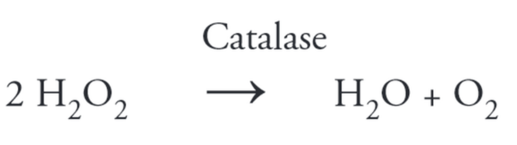 Catalase aktivitet