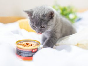 Enzimas para alimentos de mascotas