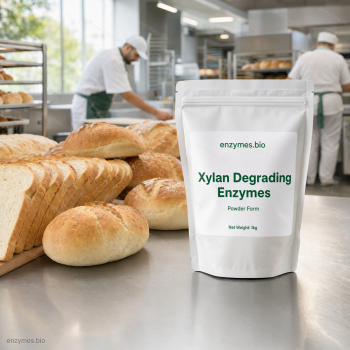 Xylan Degrading Enzymes Powder — industrial enzyme by enzymes.bio