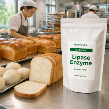 Lipase Enzyme Food Grade Powder — industrial enzyme by enzymes.bio