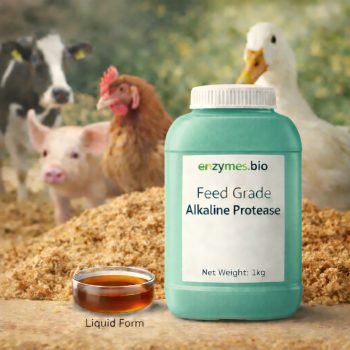 Feed Grade Alkaline Protease for Fermented Soybean Meal