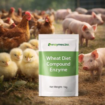 Nouveaux produits enzymatiques 1 Enzyme composée de qualité alimentaire pour le blé