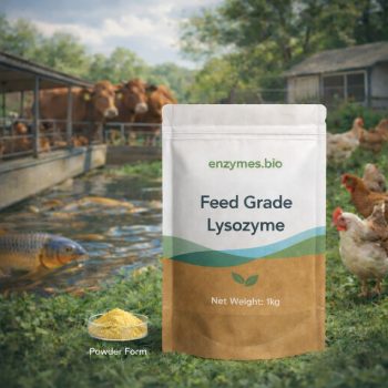 Feed Grade Lysozyme Enzyme