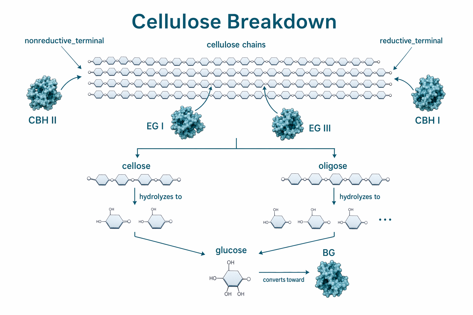 バイオポリッシング用酸性セルラーゼ酵素粉末 CAS 9012-54-8 1